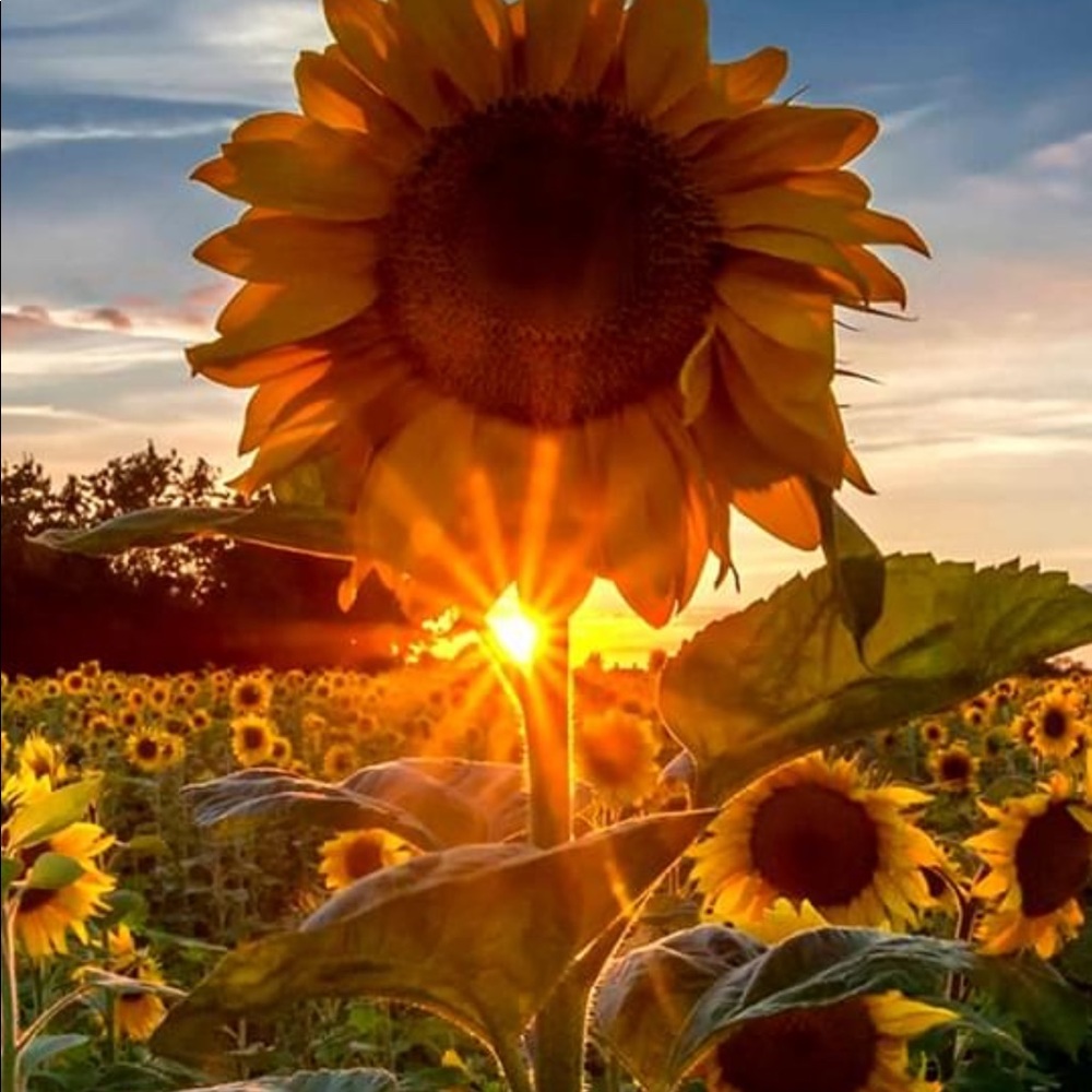 Meet your Posher, Carrie Sue